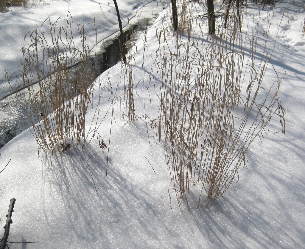 Native wild rye rising out of February snow.