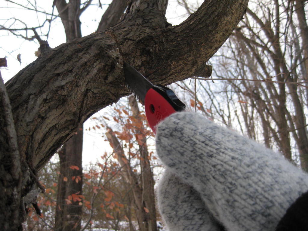 Felco 600 cutting limb