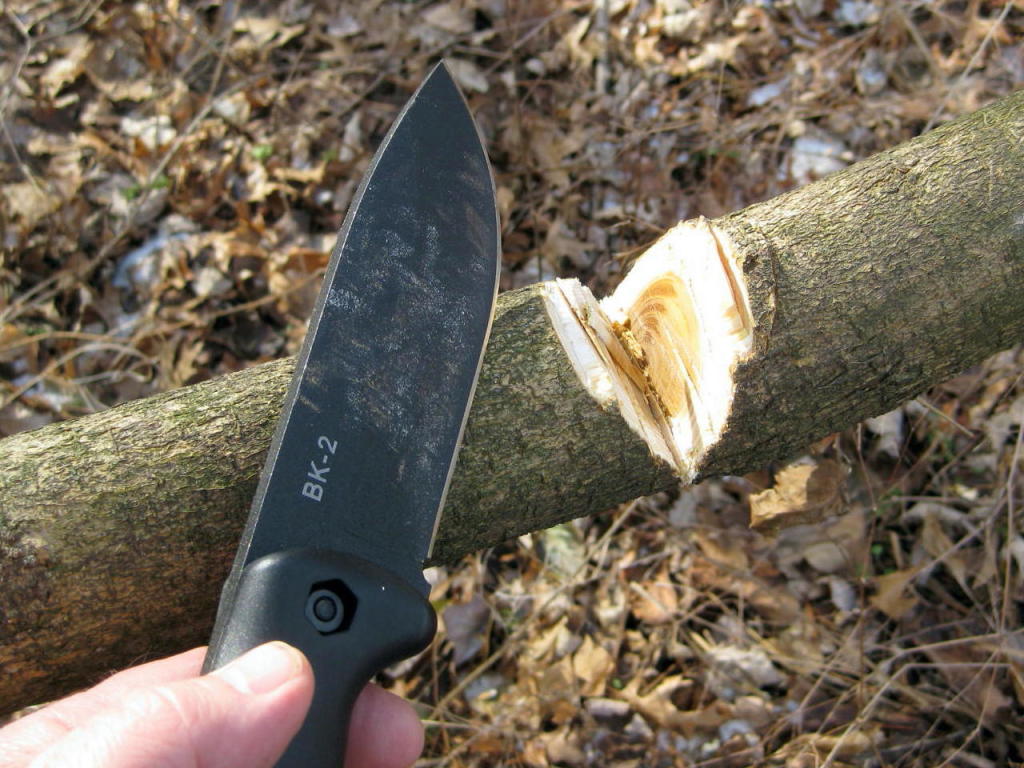 Becker BK-2 cutting mulberry 2