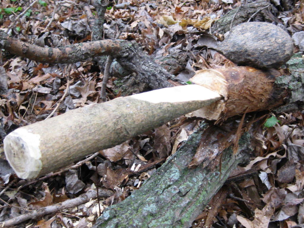 White mulberry wedge in cottonwood